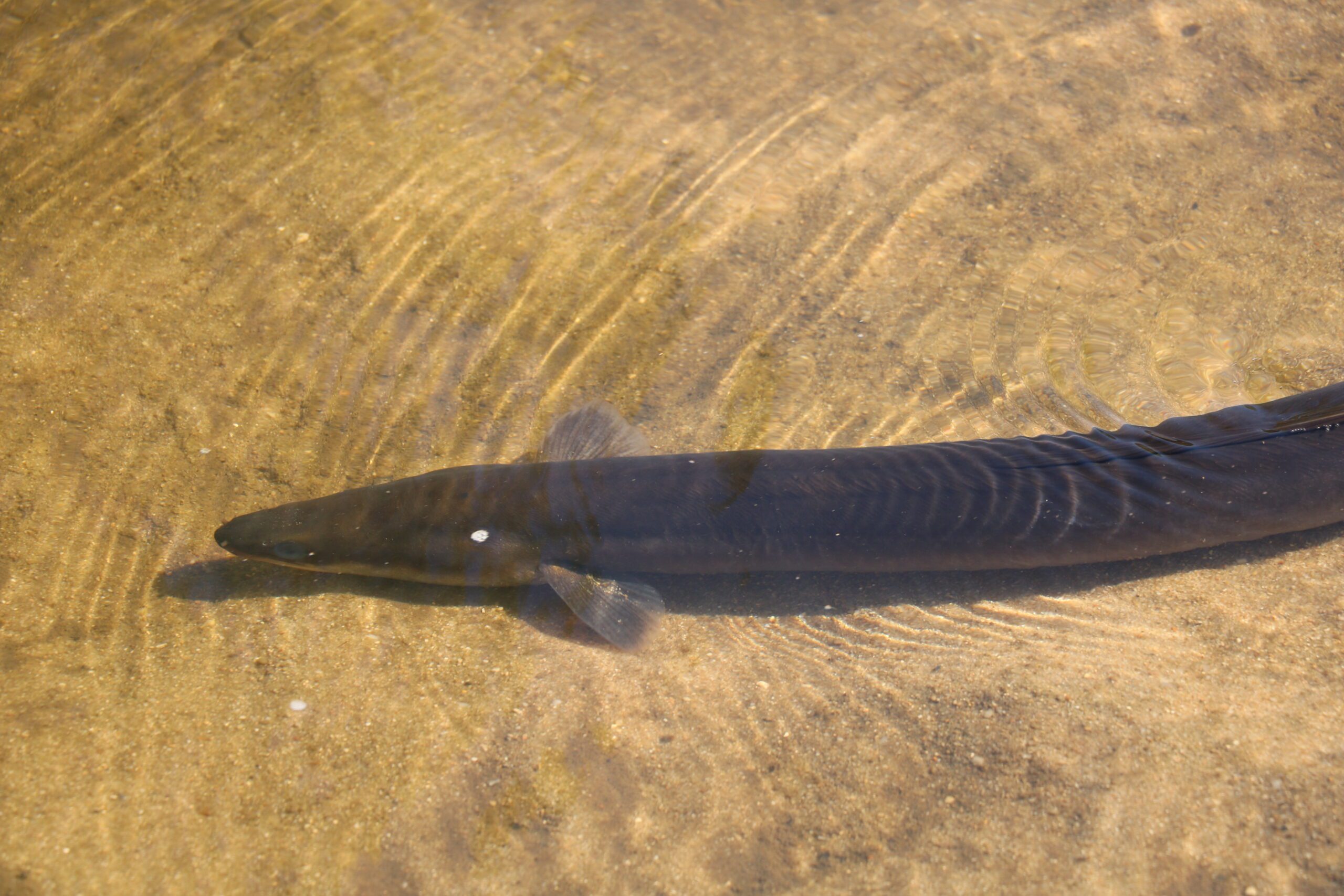 Suivi de l’anguille sur le bassin du Cher